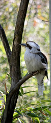 the laughing kookaburra is perched on a treee
