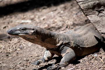 the lace monitor lizard is leaving a hollow log