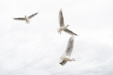 seagulls in flight