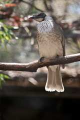 the noisy frair bird is an ugly bird with a hooked nose