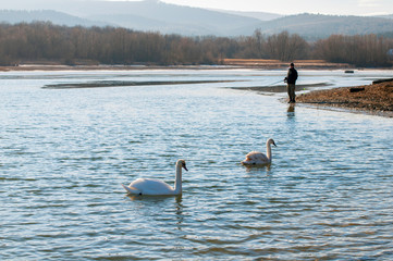white swans on an autumn lake on a sunny day