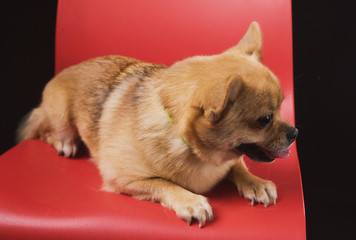 a small emotional dog sits and lies on a red chair on a dark background