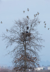 Bald eagle bird