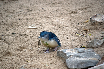 the fairy penguin is walking up a hill