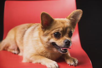 a small emotional dog sits and lies on a red chair on a dark background