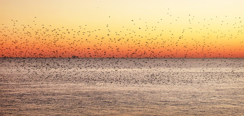 starlings murmurating at sunset over the sea