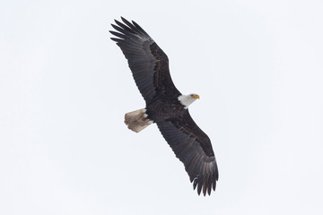 bald eagle bird