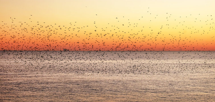 Starlings Murmurating At Sunset Over The Sea