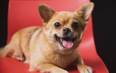 a small emotional dog sits and lies on a red chair on a dark background