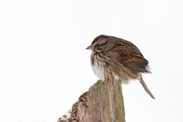 song sparrow bird