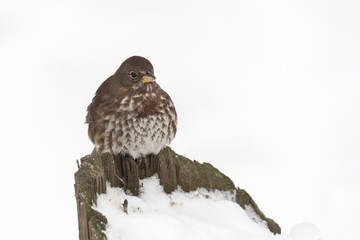 Fox sparrow bird