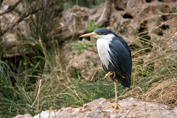 this is a side view of a pied heron