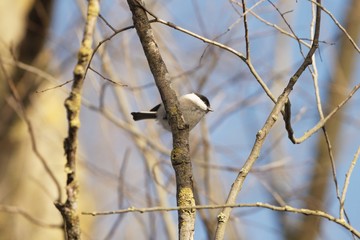 Marsh tit, Poecile palustris, in a tree.