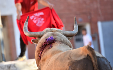 toro español en una plaza de toros