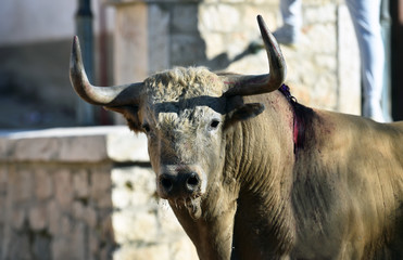 toro español en una plaza de toros