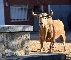 powerfull bull in spain