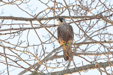 Peregrine Falcon bird