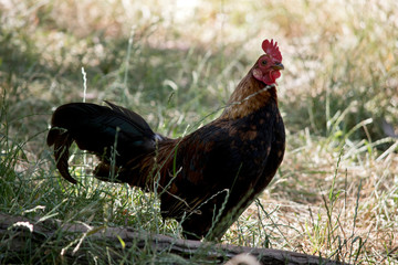 the rooster is crowing