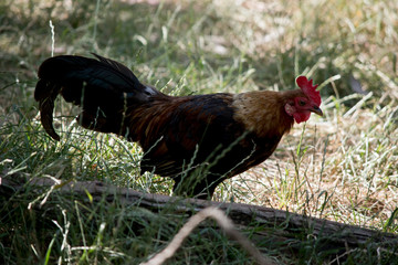 the rooster is walking in a paddock