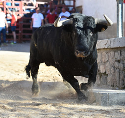 toro espa&ntilde;ol en una plaza de toros