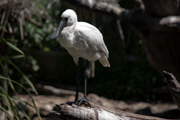This is a young royal spoonbill, he has a shorter bill