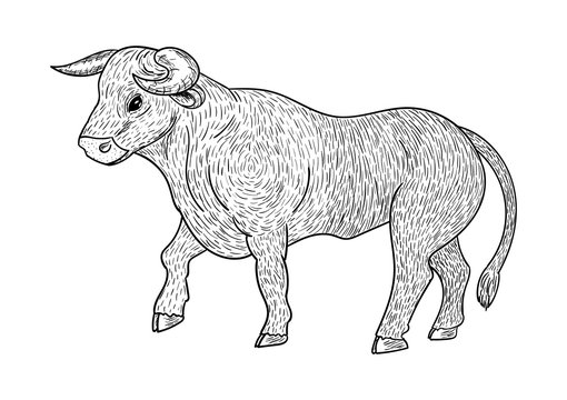 Bull coloring, black outline, isolated on white background, vector illustration