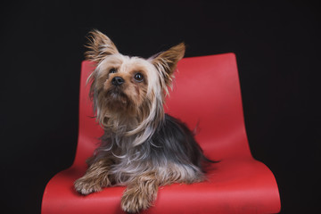 Emotional portraits of a male Yorkshire Terrier on a dark and red background, a pet sitting on a red chair