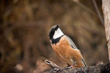 the rufous whistler is checking the sky foe preditprs