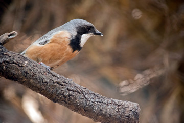 the rufous whistler is perched on a tree