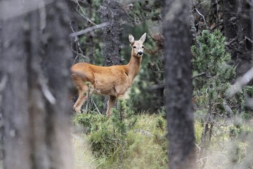 European roe deer, Capreolus capreolus, in a forest