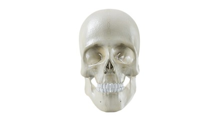 Skull Front with teeth