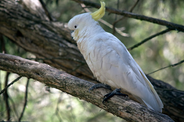 this is a close up of a sulphur crested cockatoo © susan flashman