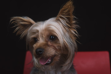 Emotional portraits of a male Yorkshire Terrier on a dark and red background, a pet sitting on a red chair