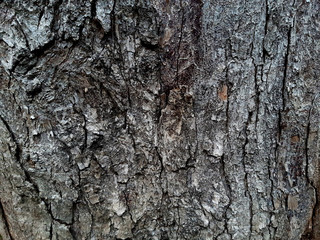 Tree Bark