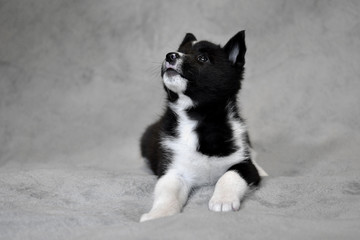 Cute black-and-white puppy. Northern dog breed Russian-European Laika.