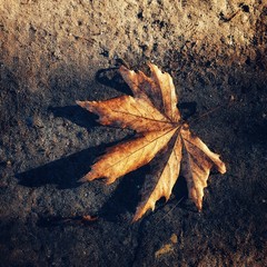 Herbstliches Blatt mit Schatten bei tief stehender Sonne
