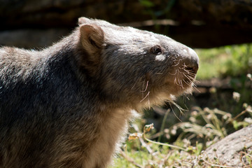 this is a side view of a common wombat