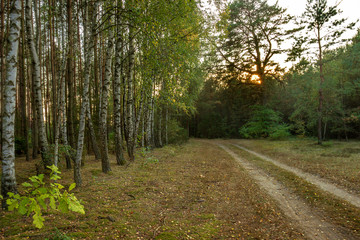 Fototapeta premium Forest road at sunset - birch trees.