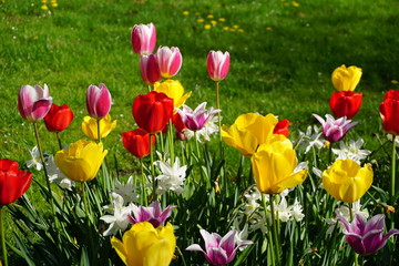 Tulpenfeld im Park