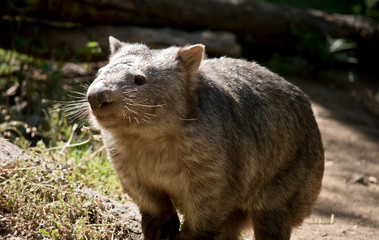 this is a close up of a comon wombat