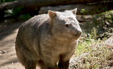 this is a close up of a comon wobat