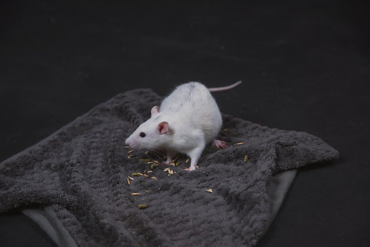White rat in hands and on a dark background