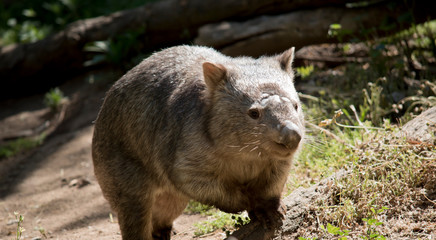 the common wombat has stopped to have a scratch
