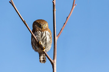Northern pygmy owl