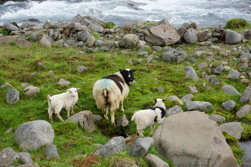 Freie Islandschafe auf Island an einem Fluss / Schaf