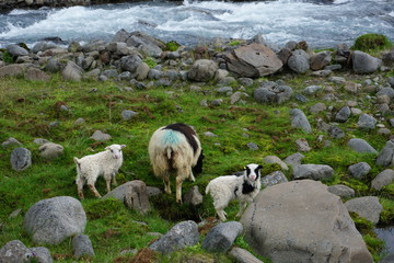 Wilde Islandscharfe und Lämmer auf Island  / Scharfe