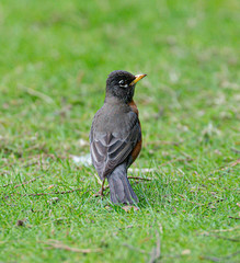 Robin on Grass