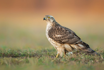 Northern goshawk (Accipiter gentilis) close up