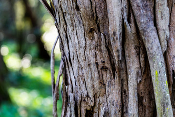 Obraz premium wooden textured background with damages and moss