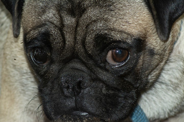 pug